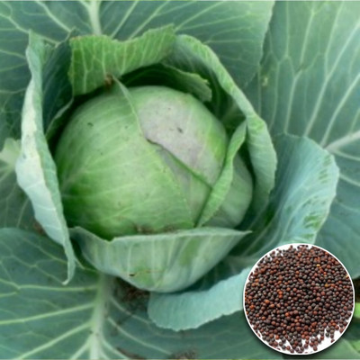 Greenfall Organic Cabbage Seed(50 per packet)