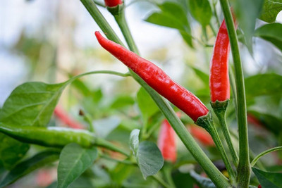 ibains King chilli seeds Seed(270 per packet)