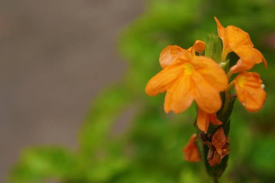 ZIFR kanakambaram-firecracker-crossandra Seed(42 per packet)