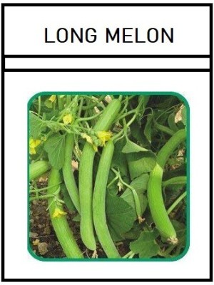 VibeX LX-13 - Hybrid Long melon kakdi kakri - (1350 Seeds) Seed(1350 per packet)