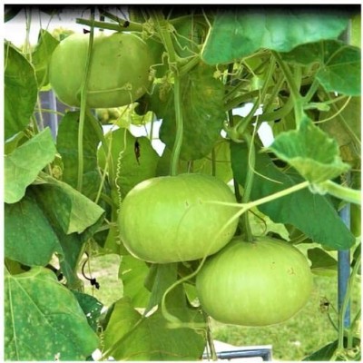 KNESSiN Disease Resistant Desi Bottle Gourd/Lauki Round Seeds-[100gm] Seed(400 per packet)