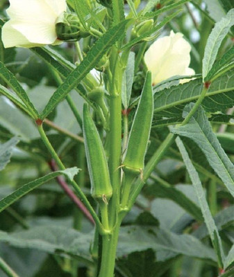 Jignishaseeds Okra, Bhindi, Ladies Fingers Seed(50 per packet)