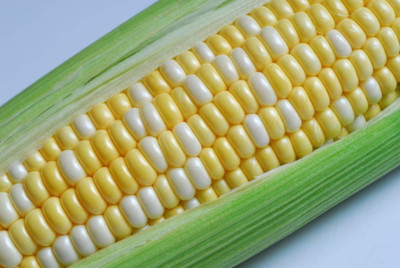 CYBEXIS PAU-28 - Peaches and Cream Sweet Corn - (2250 Seeds) Seed(2250 per packet)