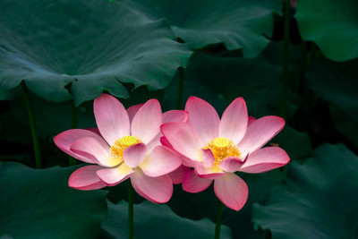 KANAYA lotus,kamal gatta Seed(10 per packet)