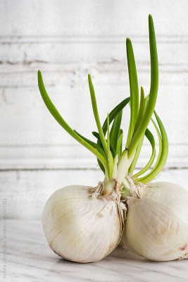 WILLVINE VNR -VII Golden sweet Onion Seed [5g] Seed(3000 per packet)