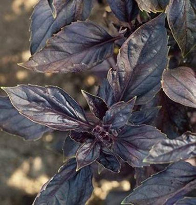 VibeX ® VLR-4 Basil Red Ruby Seeds Seed(1000 per packet)