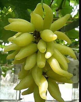 ALWAYSWE Grape Seed(40 per packet)