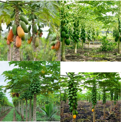 sbains Papaya Seeds Hybrid Big no of seeds 72 Seed(72 per packet)