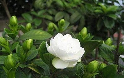 KNESSiN White Jasmine Fragrant Plant[100 Seeds] Seed(100 per packet)
