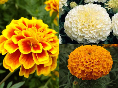 Aywal Marigold F2 Dwarf Double Orange Flower Seed(5 per packet)