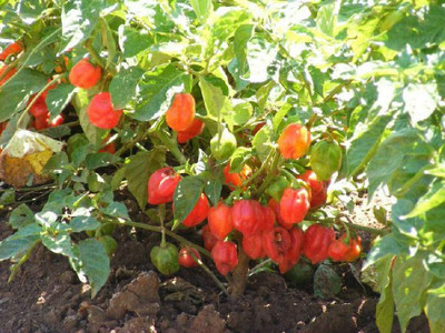 CYBEXIS Red Chili Seed(2400 per packet)