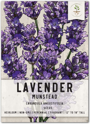 Qualtivate NDIR-333 Old Fashioned English Lavender Vera Seed(500 per packet)