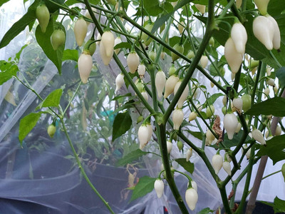 Biosnyg Disease-Resistant White Biquinho Pepper Vegetable Seeds for Garden-(400 Seeds) Seed(400 per packet)