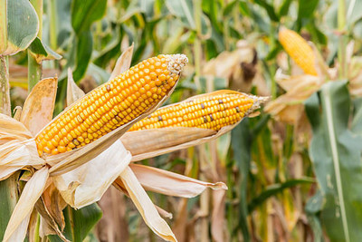 Kodali F1 Hybrid Corn Seeds Pack Of 20 Seed(20 per packet)