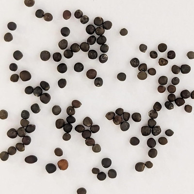 WILLVINE MAH -VI Early White Vienna Kholrabi/Knolkhol F1 Hybrid [2.5g] Seed(750 per packet)