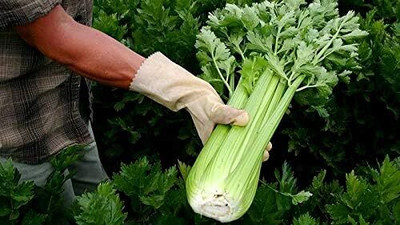 Qualtivate XLR-158 Green Leaf Stalk Celery Celeriac Seed(500 per packet)