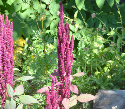Aywal Amaranthus Seed(10 per packet)