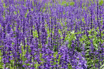 Qualtivate PUA-1A Painted Horminum Sage Flower Seed(100 per packet)