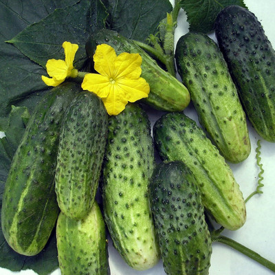 Qualtivate FXL-5AT Cucumber Titus Heirloom for Pickling Seed(300 per packet)