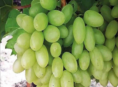 Oliver grape seeds Seed(37 per packet)