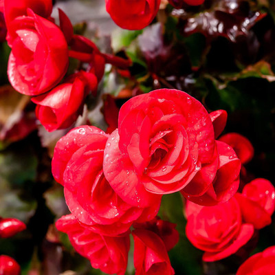 VibeX LX-30 - Red Begonia - (30 Seeds) Seed(30 per packet)