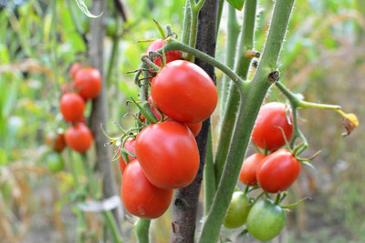 SSG tomato Seed(105 per packet)