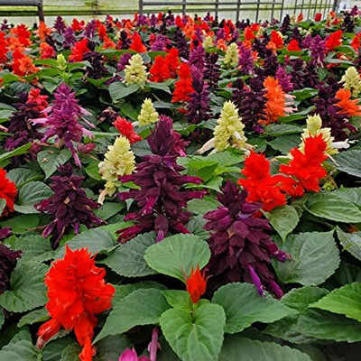 Mozette Salvia flower Seed(46 per packet)