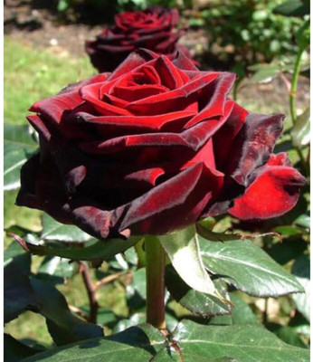 greenfarm NXC- Fragrant Rose Flower Seeds/ Gulab Seeds / 90 X Seeds , TRE117 Seed(90 per packet)