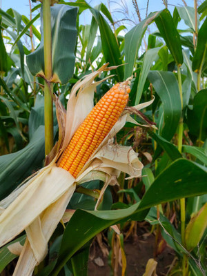 Kodali F1 Hybrid Corn Seeds Pack Of 12 Seed(12 per packet)