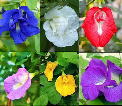 Khushi Prova aparajita seeds all colours Seed(13 per packet)