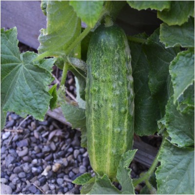 CYBEXIS NBIR-76 - Spacemaster 80 Cucumber - (1350 Seeds) Seed(1350 per packet)