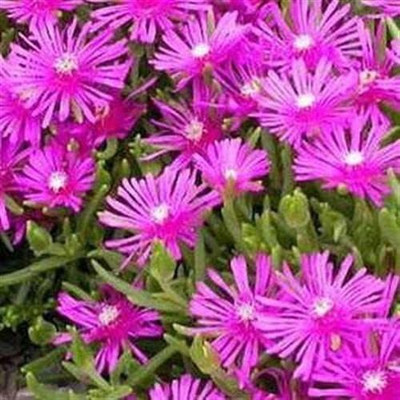 CYBEXIS Ice Plant Table Mountain Ground Cover Seed Seed(1 g)