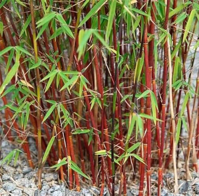 BDSresolve Red bamboo seeds for garden PACK OF 127 Seed(127 per packet)