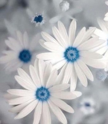 CYBEXIS African Daisies Flower Seeds-White and Sky Blue Seed(50 per packet)