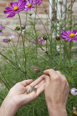 CYBEXIS NBIR-93 - F1 Hybrid Cosmos- Flower - (30 Seeds) Seed(30 per packet)