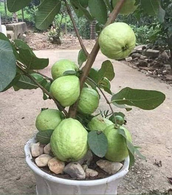 isarkars ™️Guava (Amrood) Fruit Seed(60 per packet)