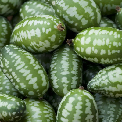 Qualtivate ICRA-3A Mexican Sour Gherkin Cucumber Mouse Melon Seed(300 per packet)