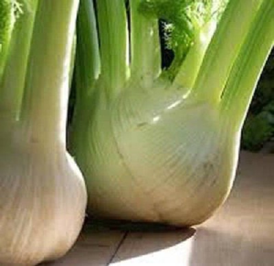 VibeX NDIR-34 - Florence Fennel Herb - (750 Seeds) Seed(750 per packet)