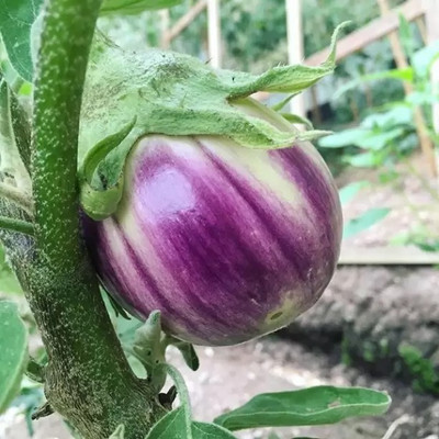 MAA Brinjal CVK, Brinjal Purple round, Eggplant Seed(20 per packet)