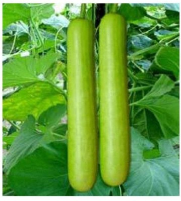 Avysa Bottle Gourd Seeds Seed(500 per packet)