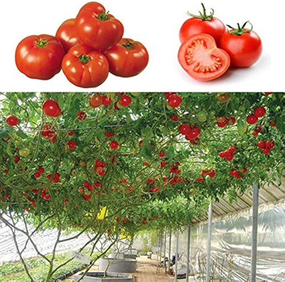 ibains Tomato seeds combo Seed(170 per packet)