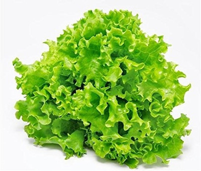 WILLVINE Iceberg Green Leaf Lettuce Salad Seeds-[4000 Seeds] Seed(4000 per packet)
