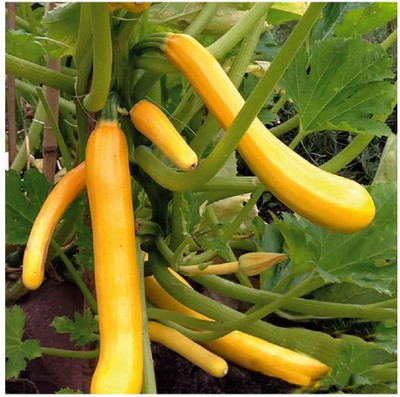 CYBEXIS COURGETTE - Climbing - Shooting Star F1 - Yellow/Golden Zucchini100 Seeds Seed(100 per packet)