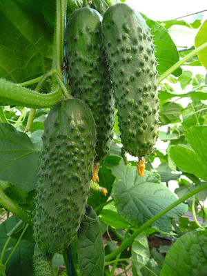 VibeX ® RXI-74 Cucumber Titus Heirloom for Pickling Seed(200 per packet)