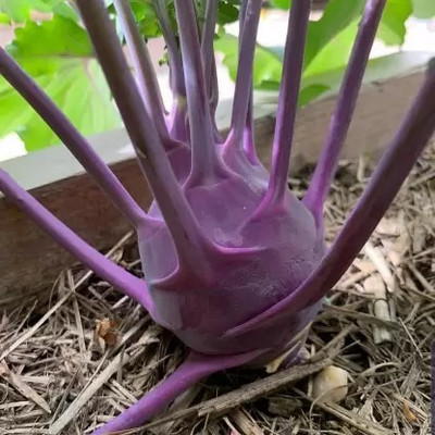 Aro Knol Khol, Kohlrabi Seed(22 per packet)