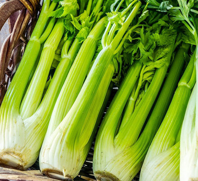 CYBEXIS NBIR-93 - Celery Utah Tall - (2250 Seeds) Seed(2250 per packet)