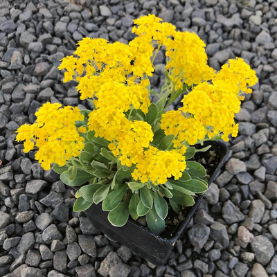 Lorvox Allysum Snow White, Allysum Seed(100 per packet)