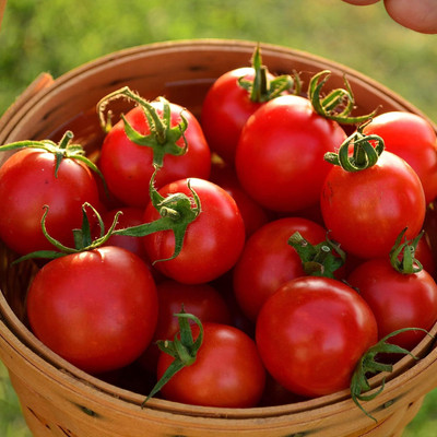 KNESSiN High Yield Tommy Toe Tomato Summer Vegetable Seeds For Planting - (2000 Seeds) Seed(2000 per packet)