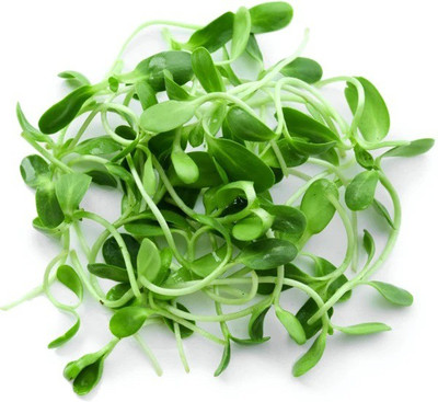 CYBEXIS FENUGREEK (METHA) MICROGREEN SEEDS700 Seeds Seed(700 per packet)