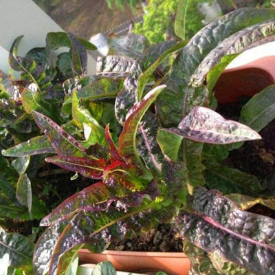 CYBEXIS Planted Red Oil Lettuce Seeds 1000 Seeds Seed(1000 per packet)